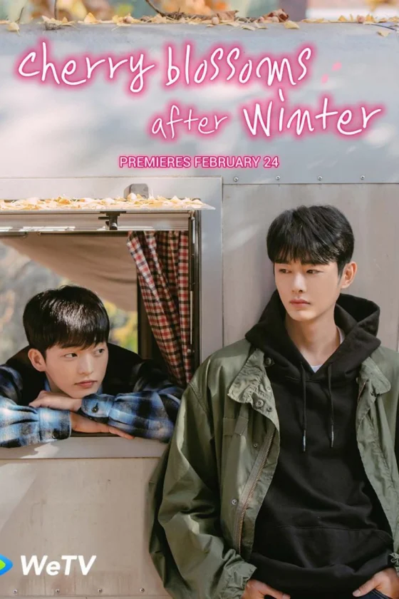 Cherry Blossoms After Winter