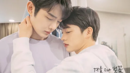 Cherry Blossoms After Winter